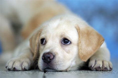 cute dog dp|40,000+ Free Dog & Animal Images .